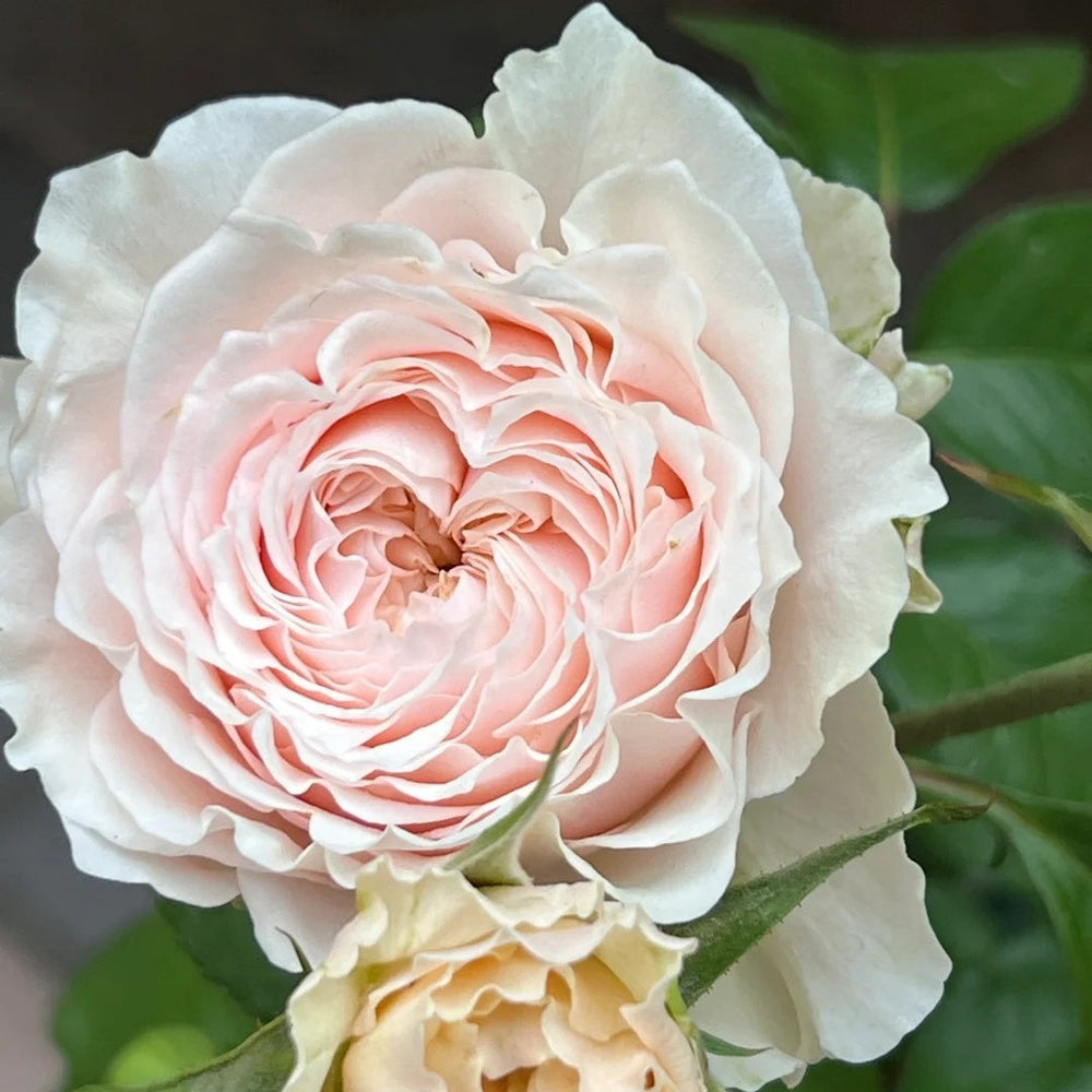 Victoria Bride shrub rose with large peach-pink cup blooms, green-tinted outer petals, multi-layered form, and elegant vintage charm.