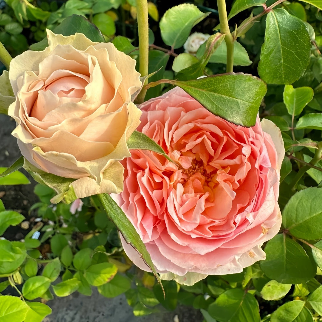 Victoria Bride shrub rose with large peach-pink cup blooms, green-tinted outer petals, multi-layered form, and elegant vintage charm.