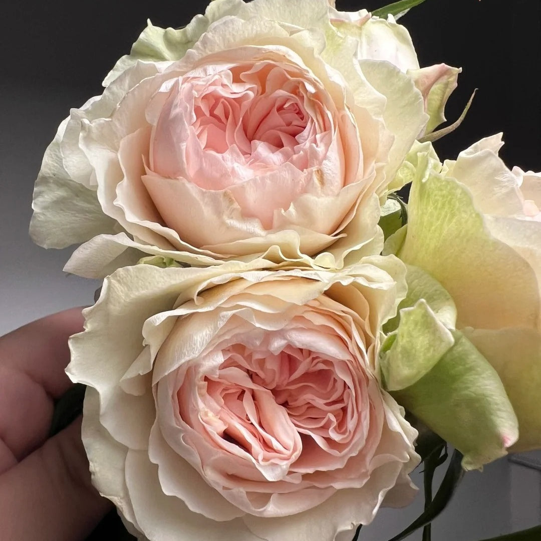 Victoria Bride shrub rose with large peach-pink cup blooms, green-tinted outer petals, multi-layered form, and elegant vintage charm.