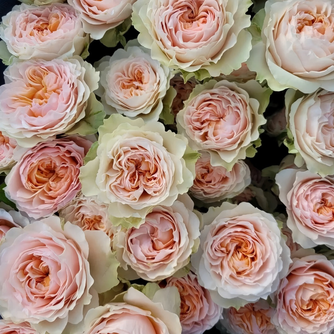 Victoria Bride shrub rose with large peach-pink cup blooms, green-tinted outer petals, multi-layered form, and elegant vintage charm.