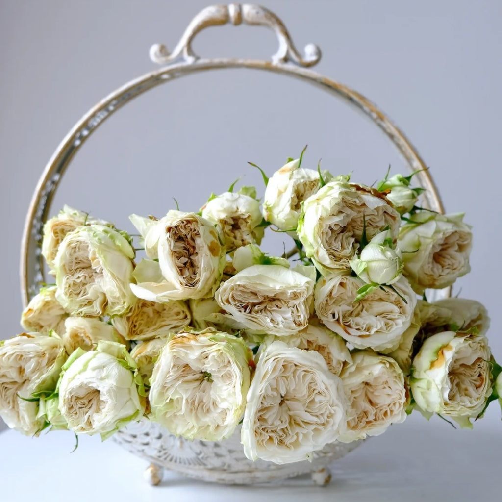 Victoria Wedding Rose