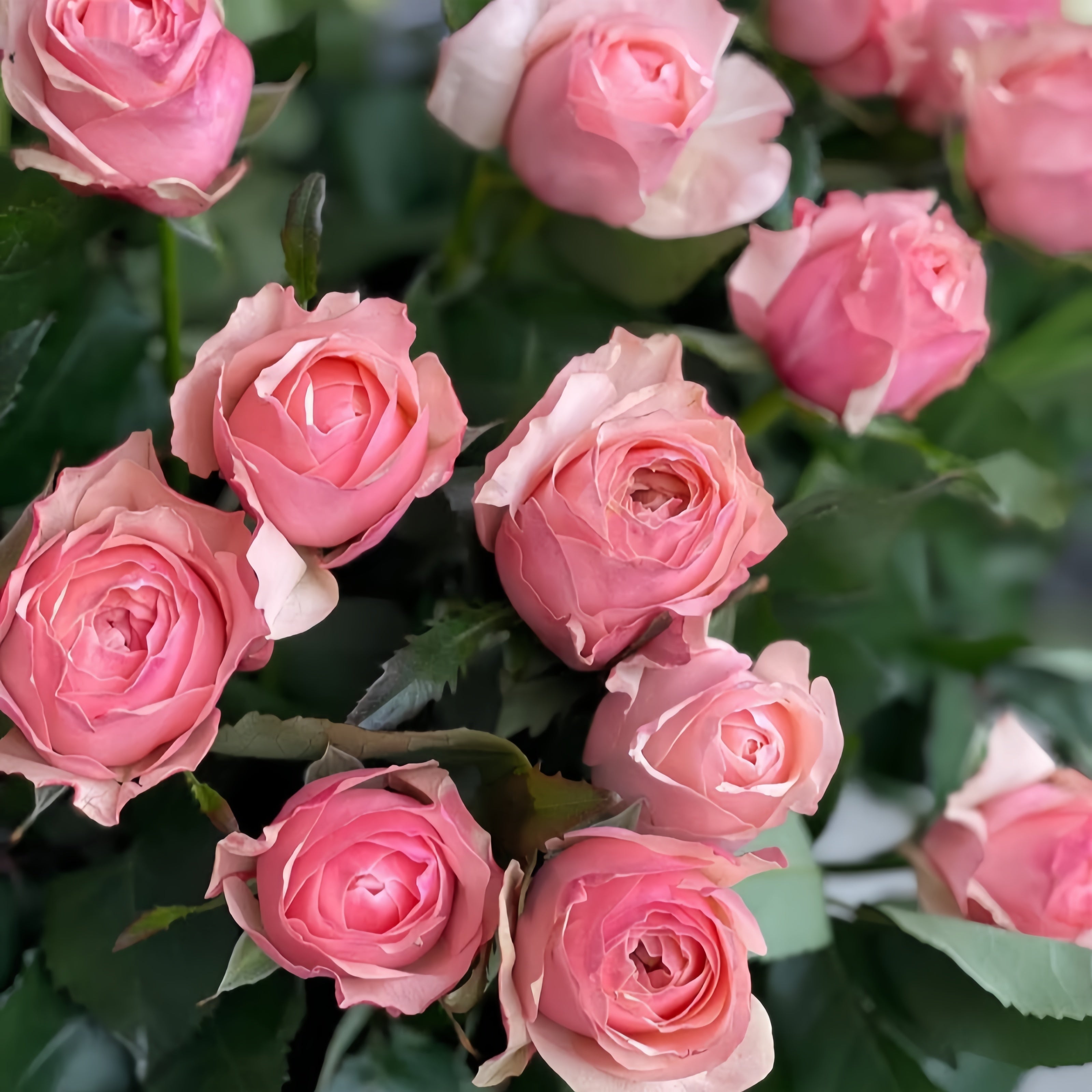 Victorian Dream Rose