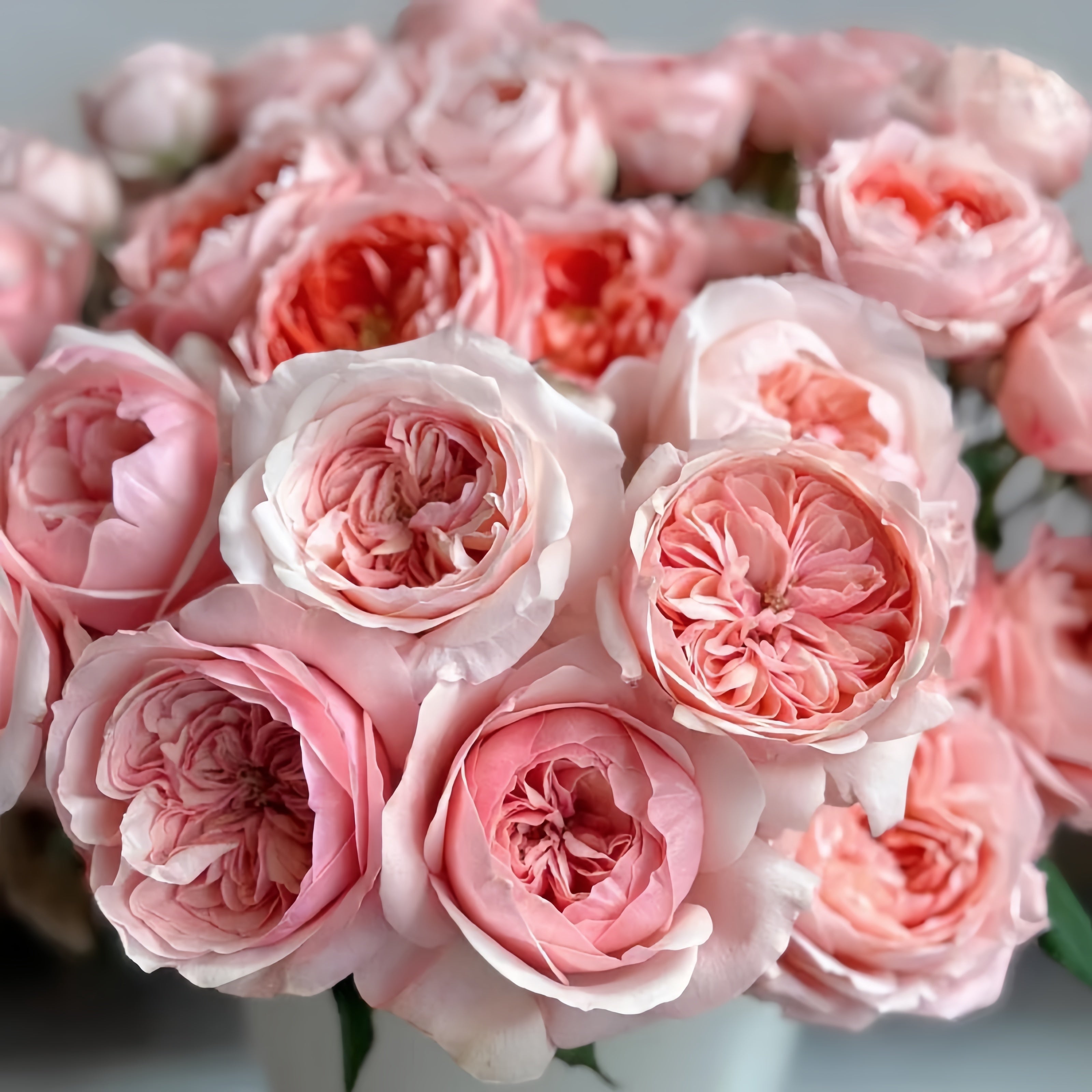 Victorian Dream Rose