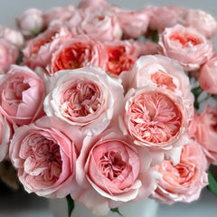 Victorian Dream Rose