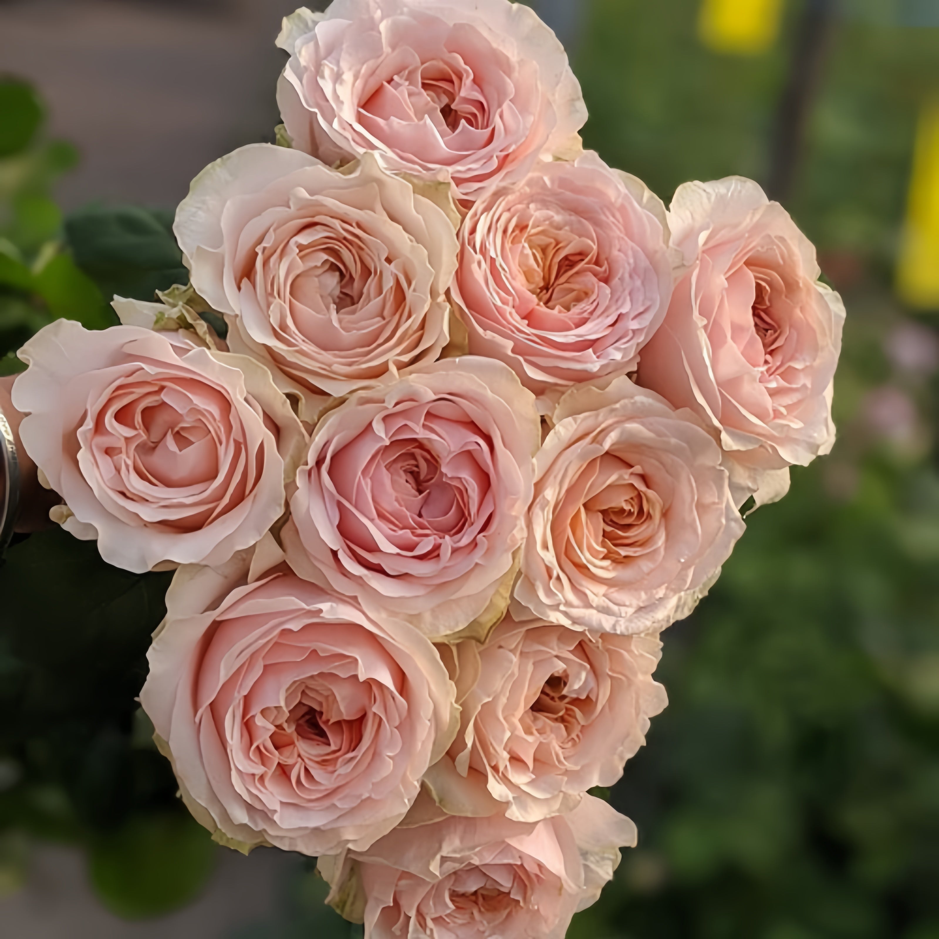 Victorian Dream Rose
