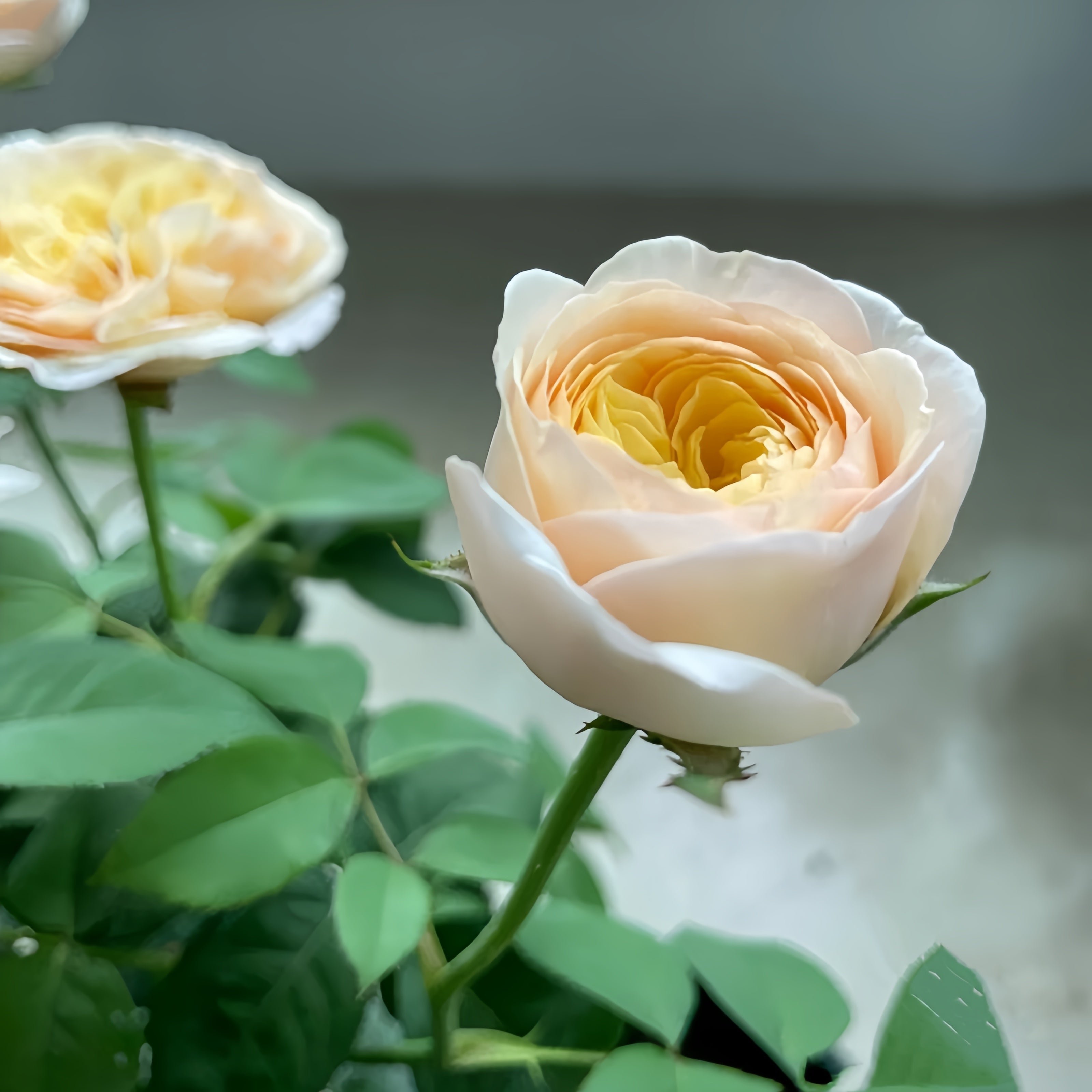 Victorian Peach Rose