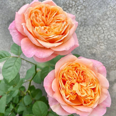 Victorian secret Rose