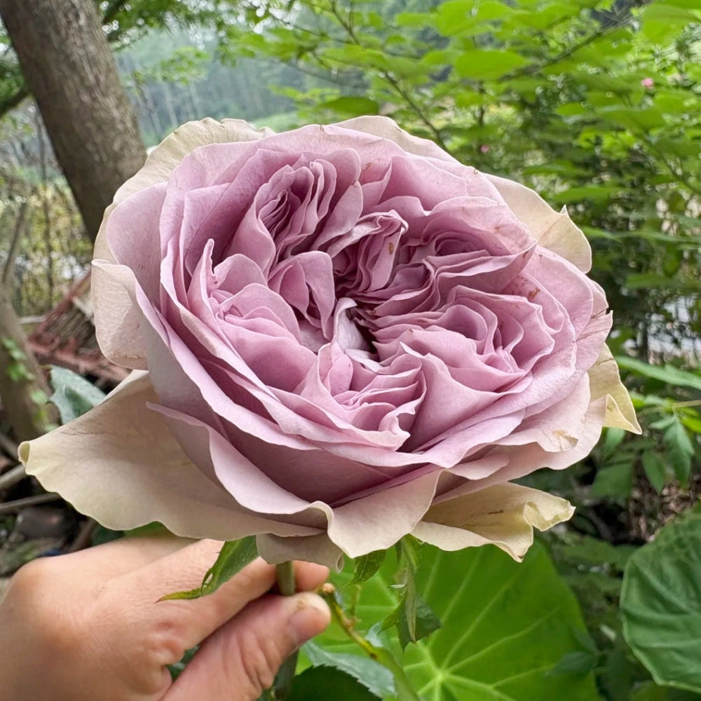 Villa Lila Rose