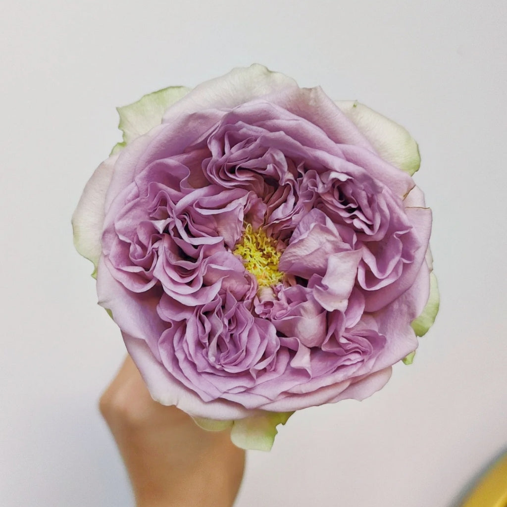 Villa Lila Rose