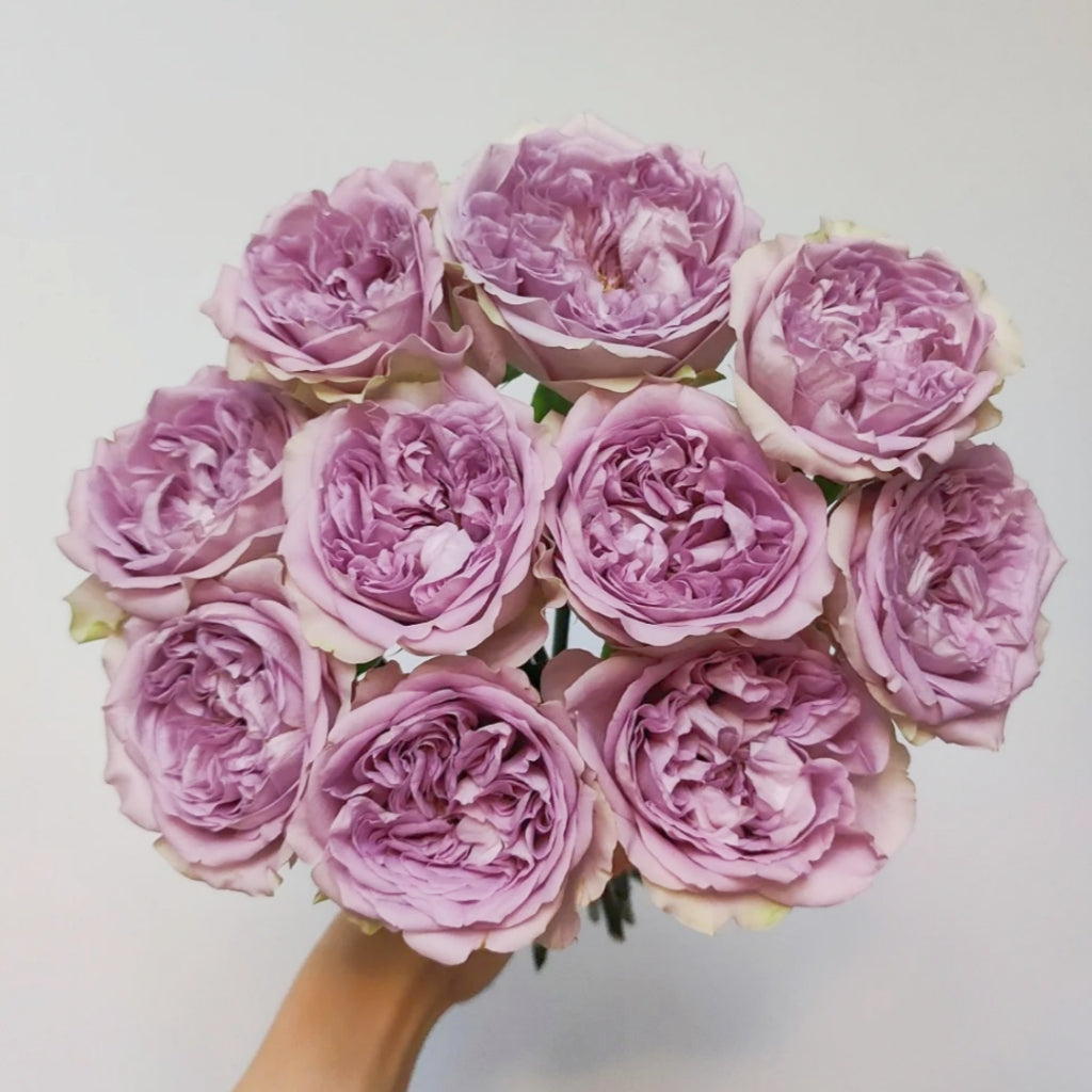Villa Lila Rose
