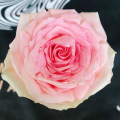 Vitara Rose