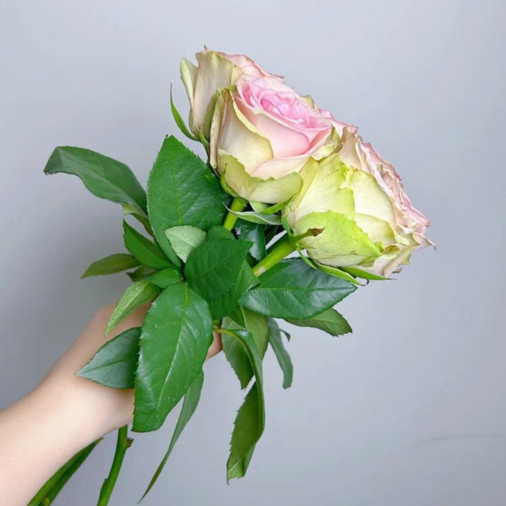 Vitara Rose