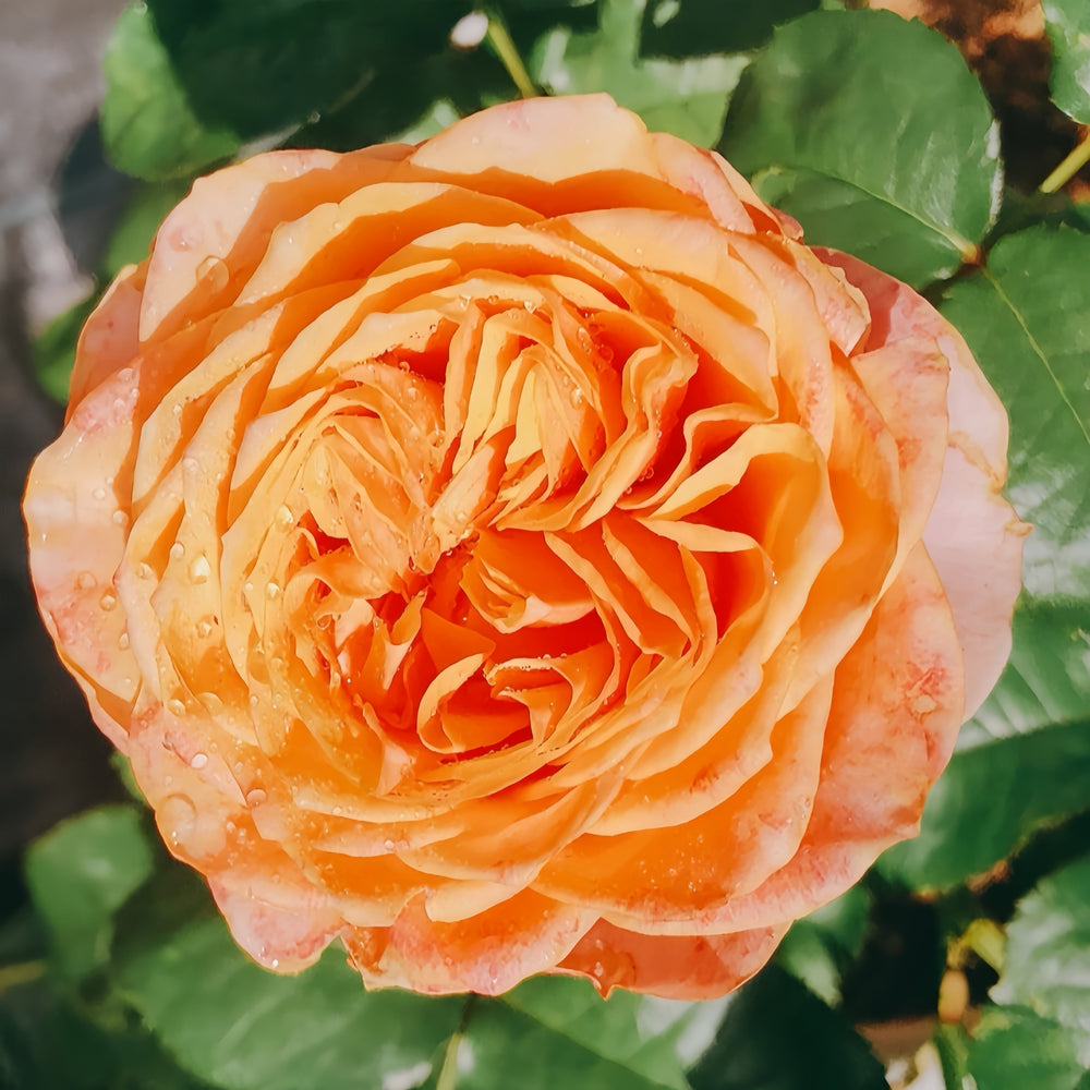 Vuvuzela Rose