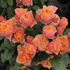 Vuvuzela Rose