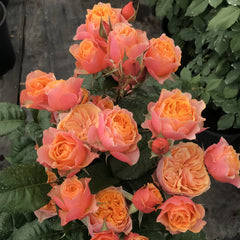 Vuvuzela Rose