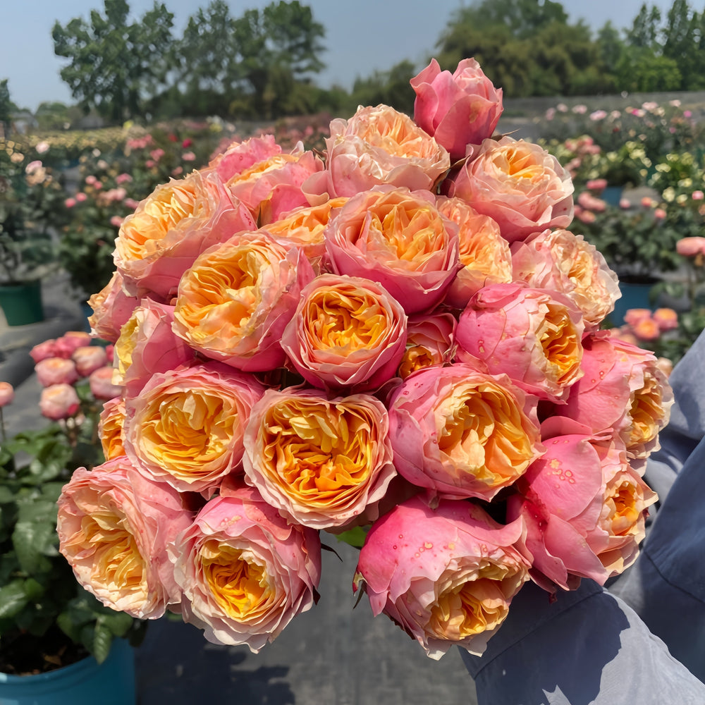 Vuvuzela Rose