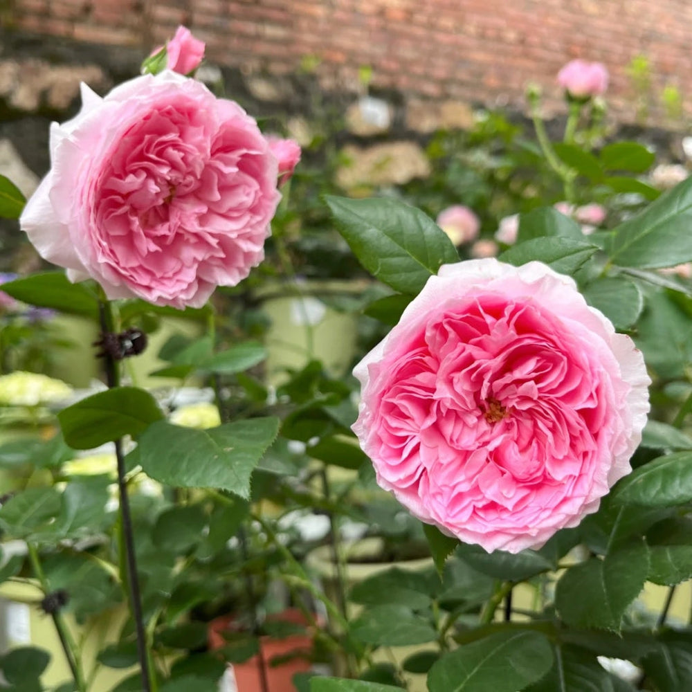 Wanshan Rose
