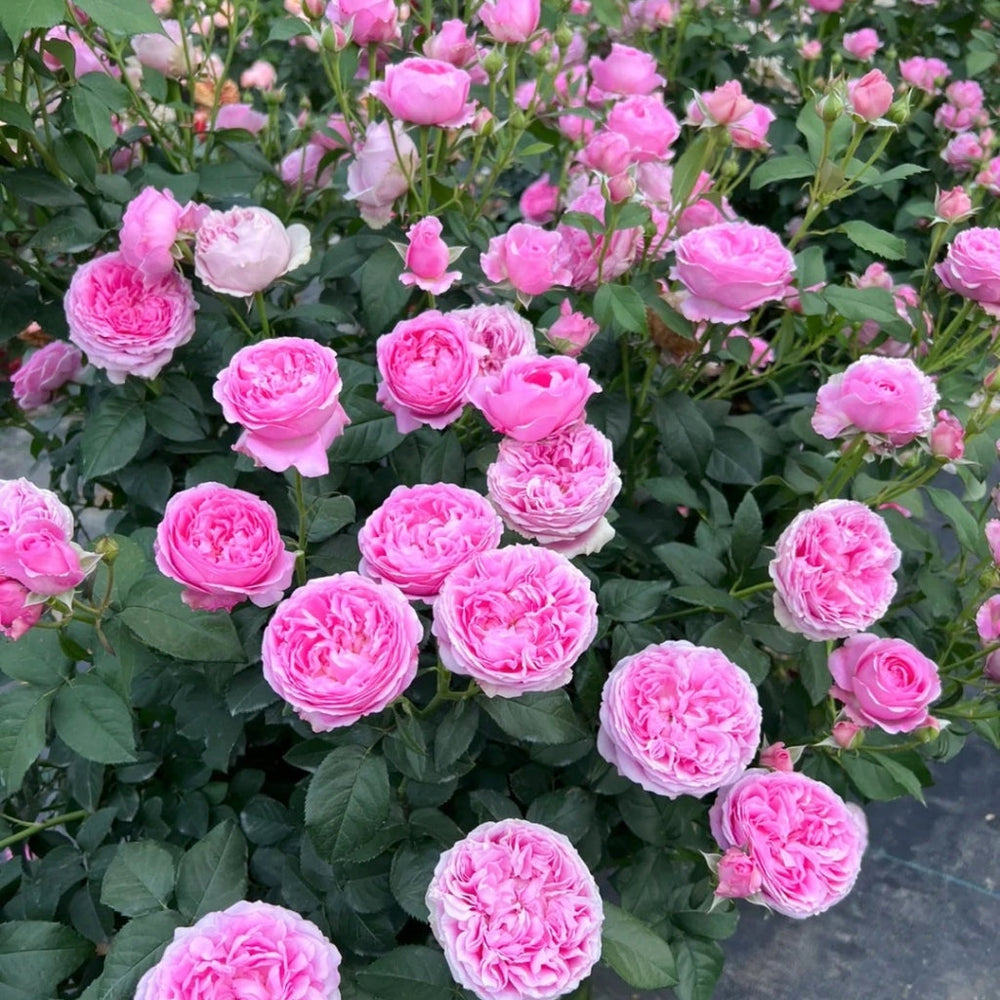 Wanshan Rose