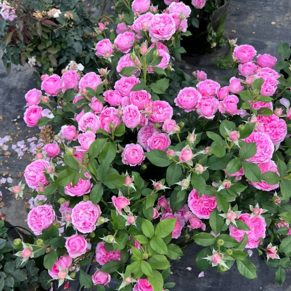 Wanshan Rose