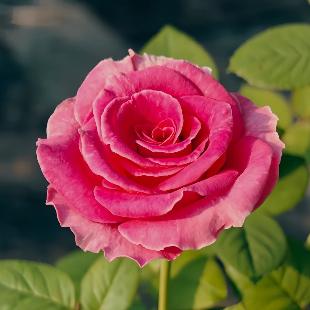 Water Game Rose