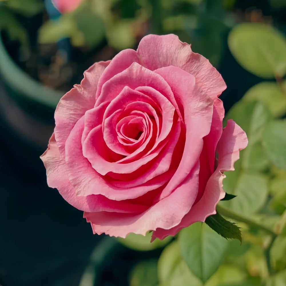 Water Game Rose