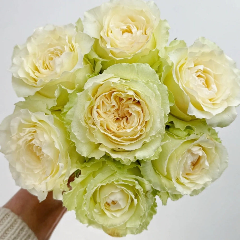Waves Rose