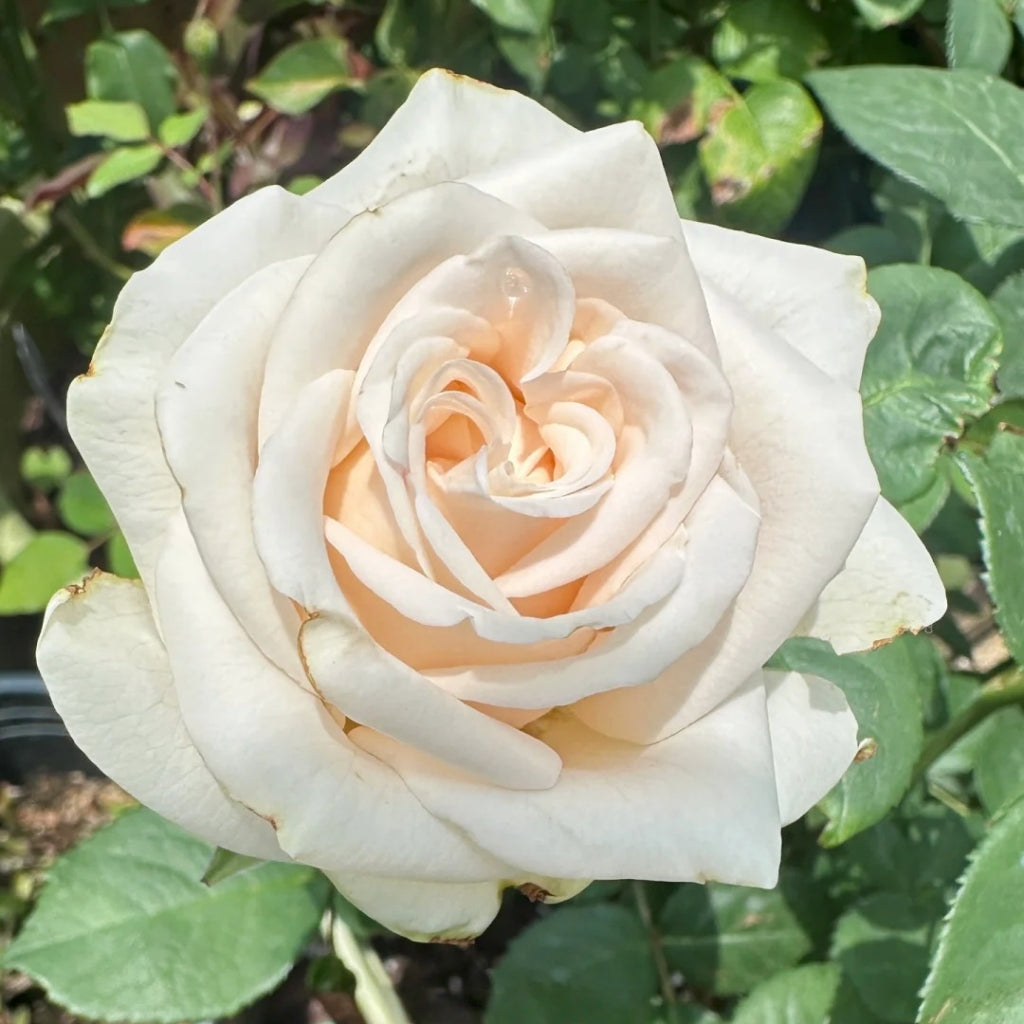 Wedding Spirit Rose