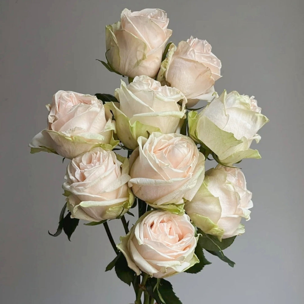 Wedding Spirit Rose