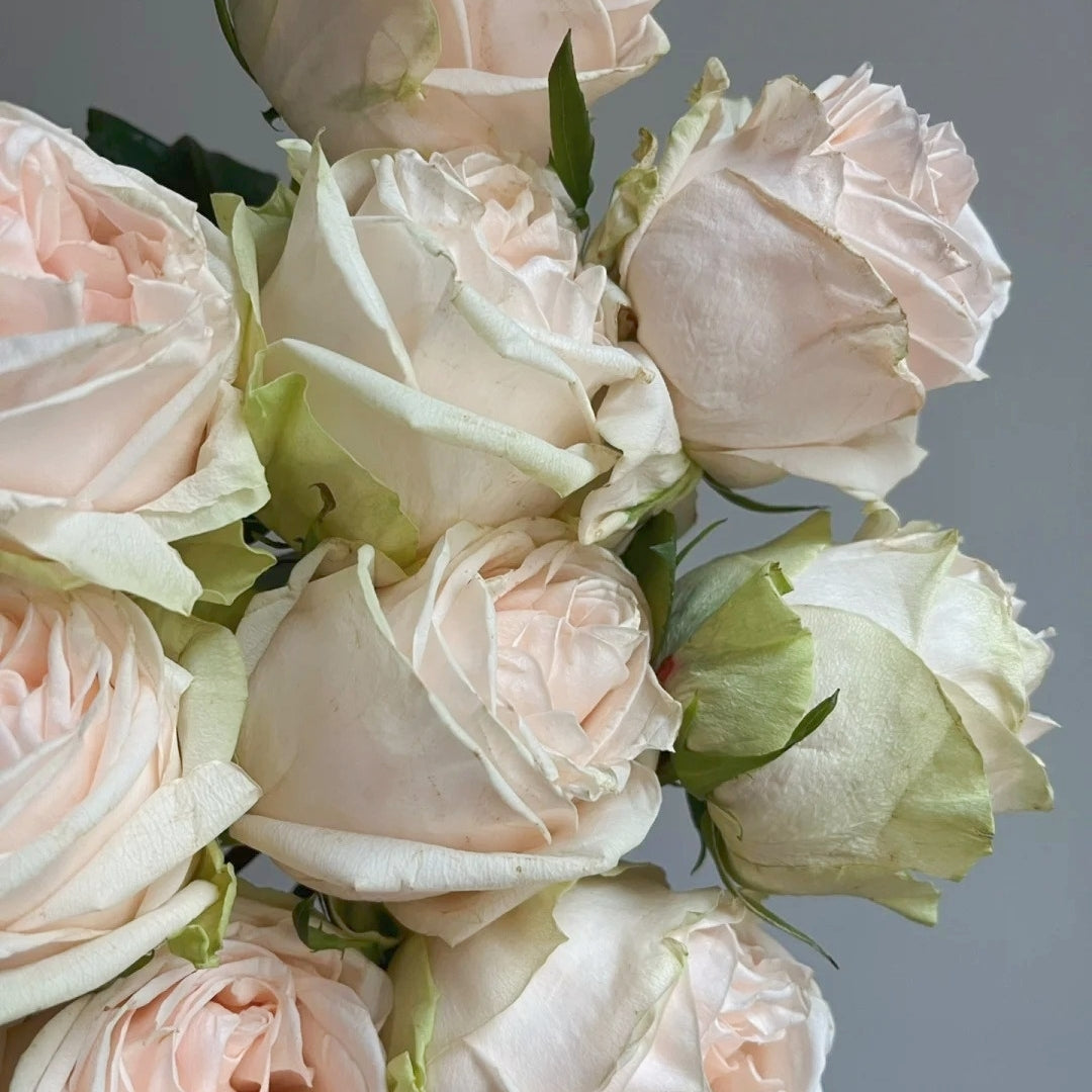Wedding Spirit Rose