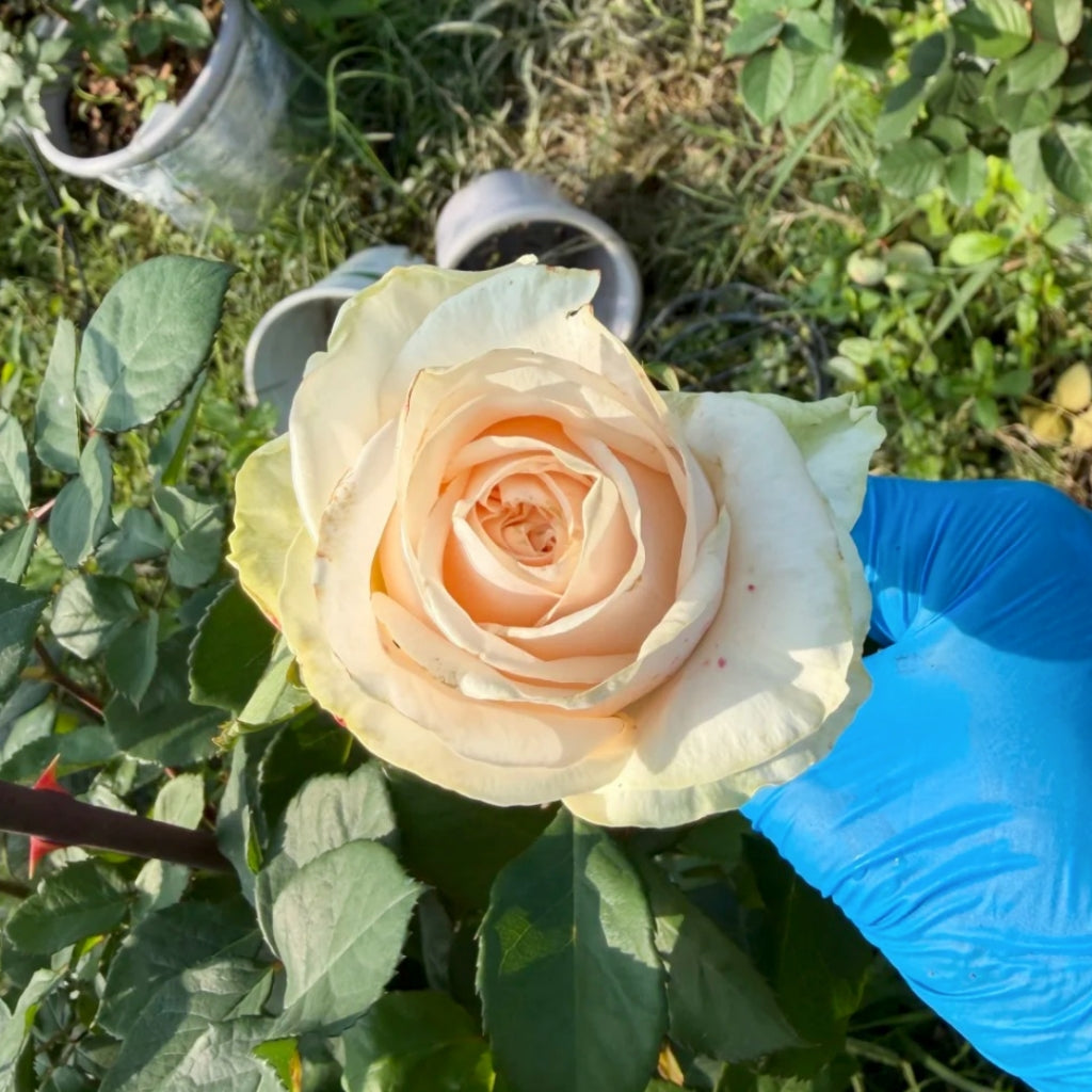 Wedding Spirit Rose
