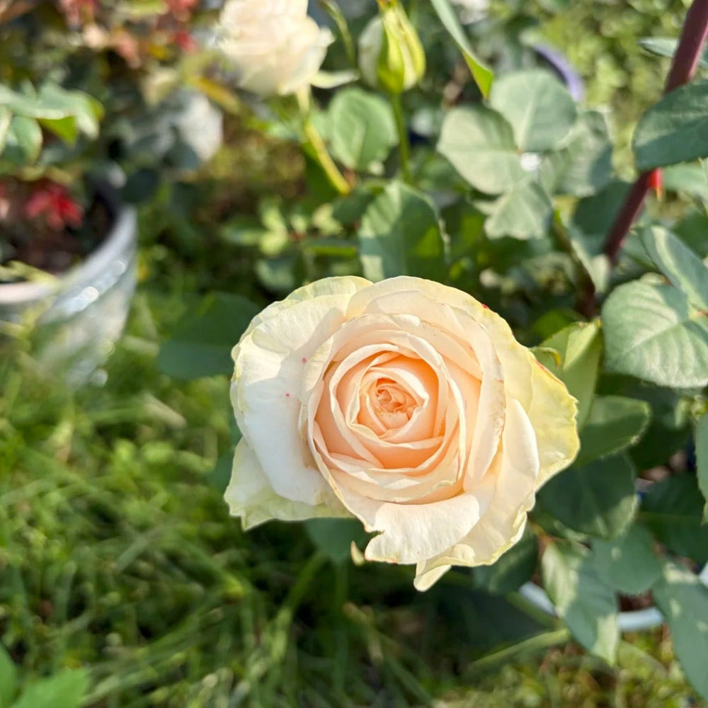 Wedding Spirit Rose