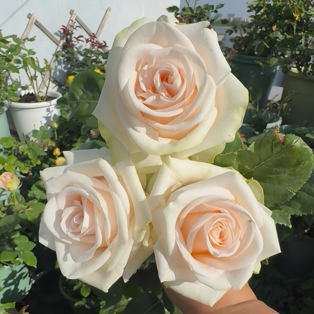 Wedding Spirit Rose