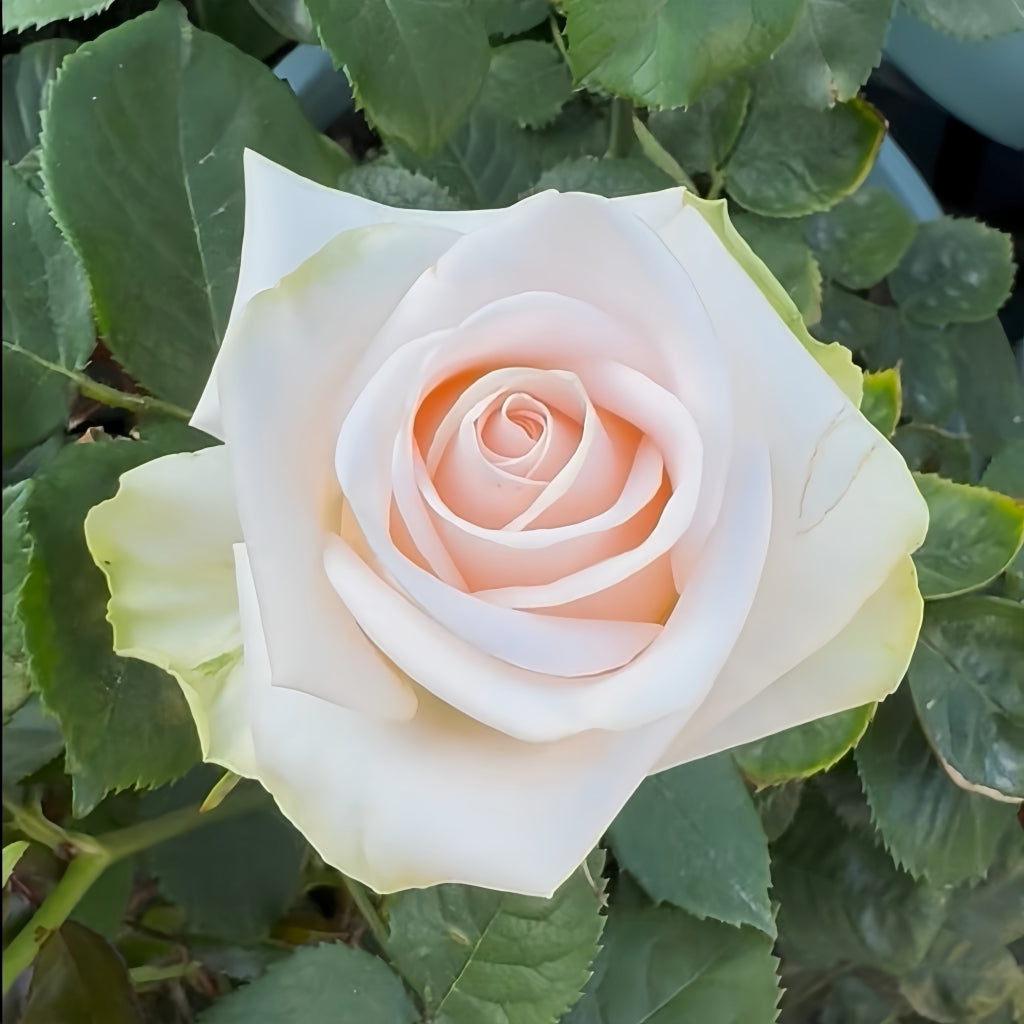 Wedding Spirit Rose