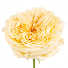 Wedding X-Pression Rose