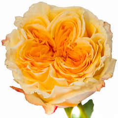 Wedding X-Pression Rose