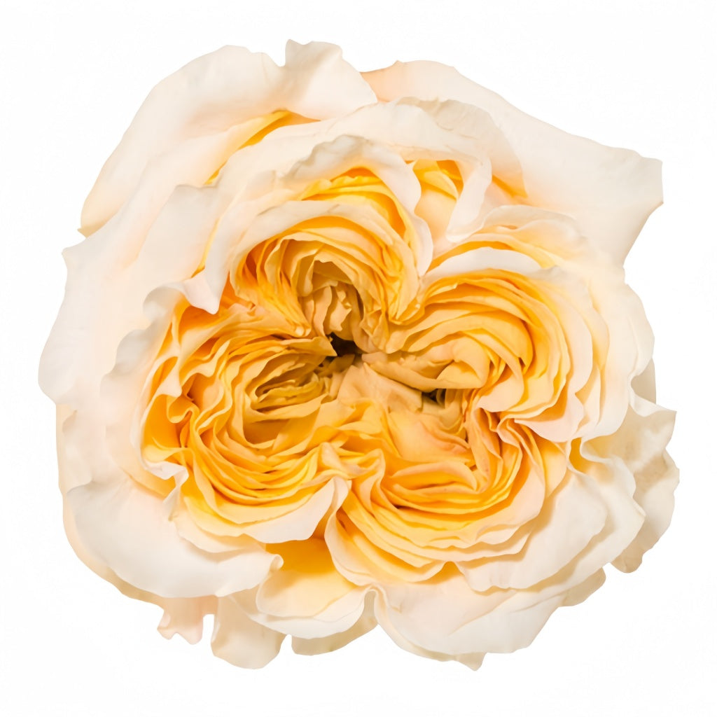 Wedding X-Pression Rose