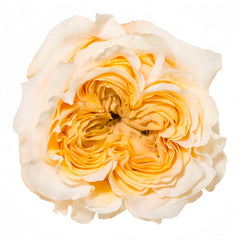 Wedding X-Pression Rose