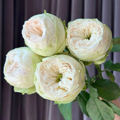 Whitby Abbey Rose