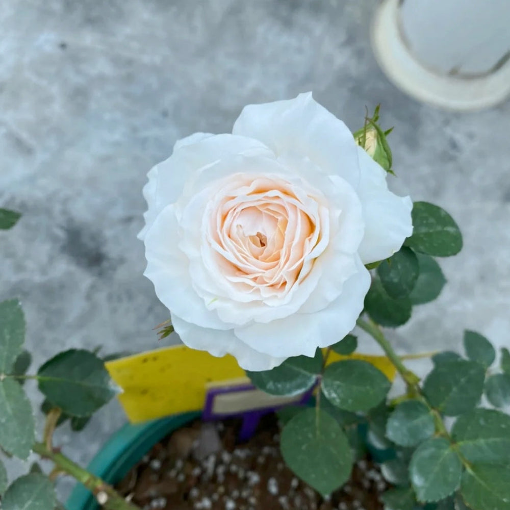 White Cloud Rose