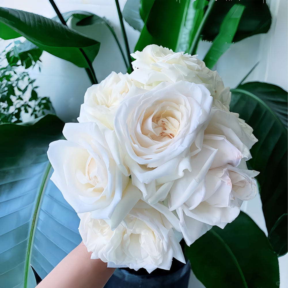 White O'Hara Rose