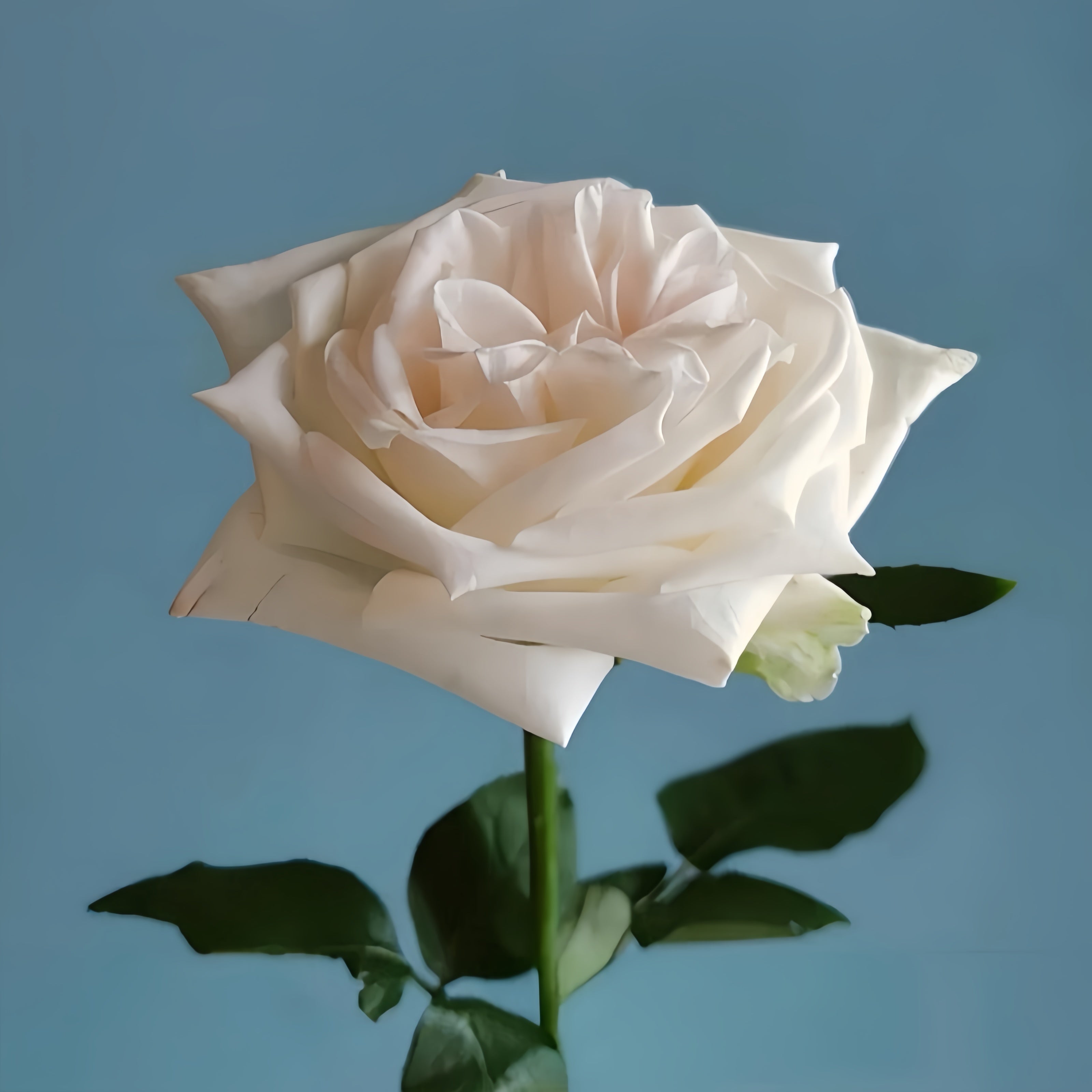 White O'Hara Rose