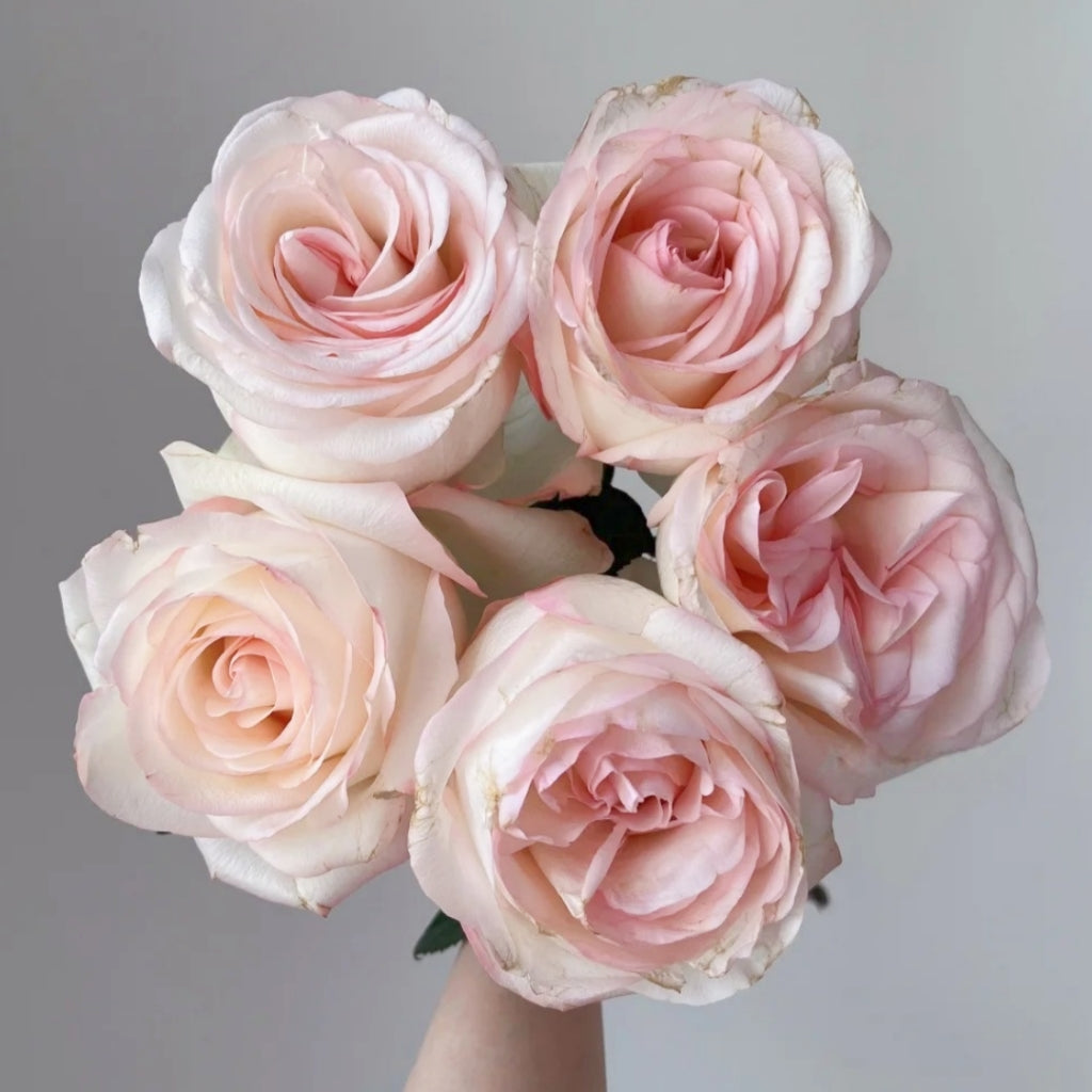 Jade Dew White Peach Rose