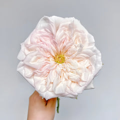 White O'Hara
