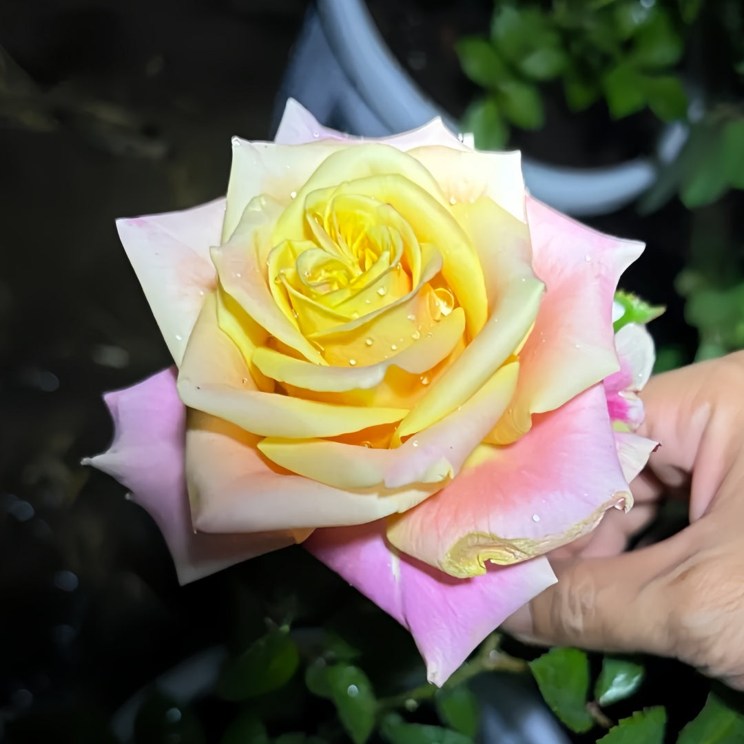 Wild Crown Rose