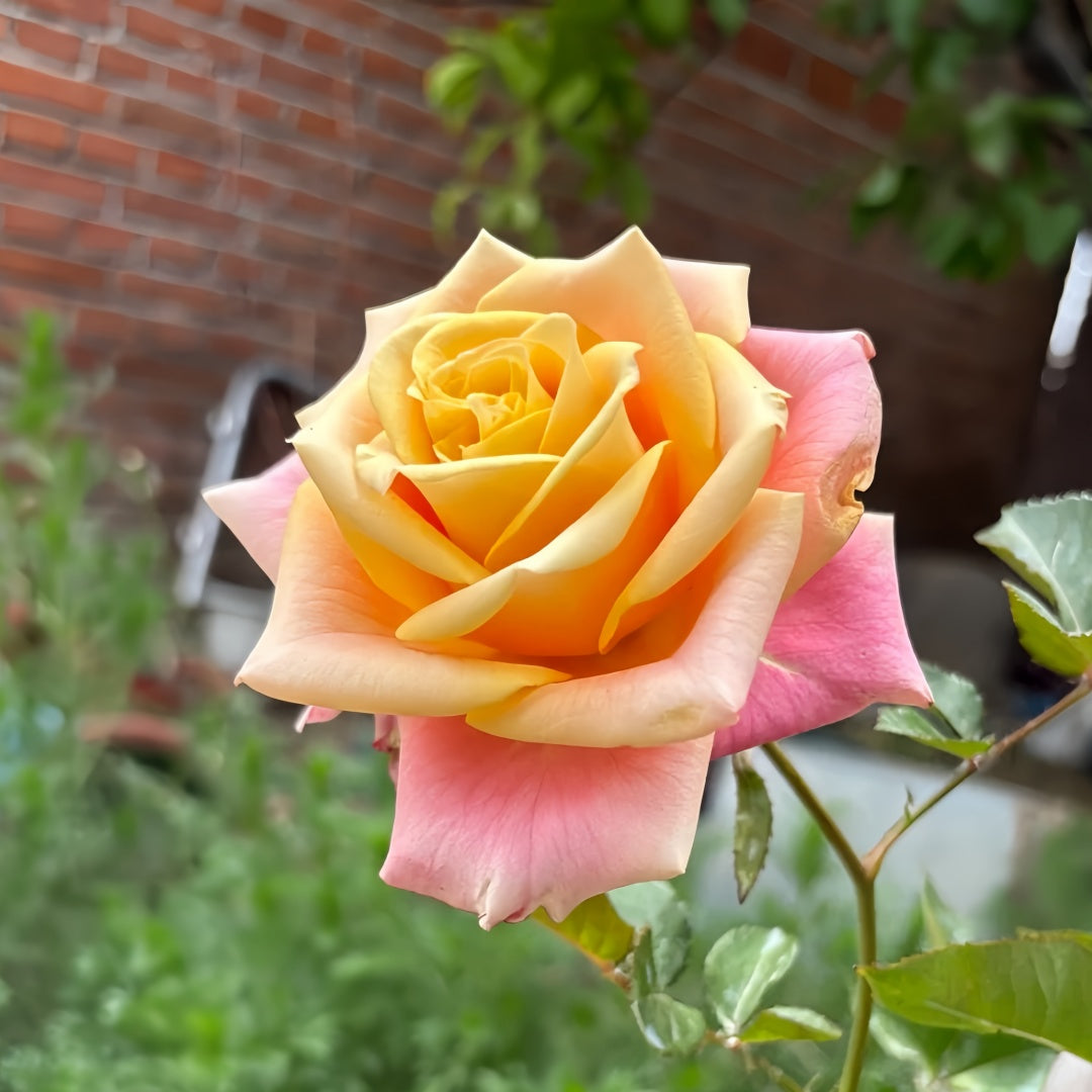 Wild Crown Rose