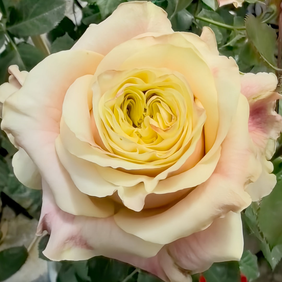 Wild Crown Rose
