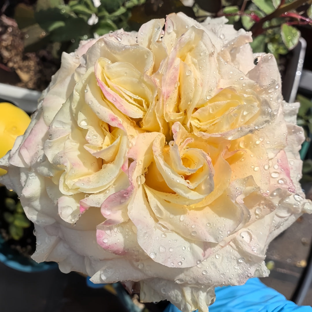 Wild Crown Rose