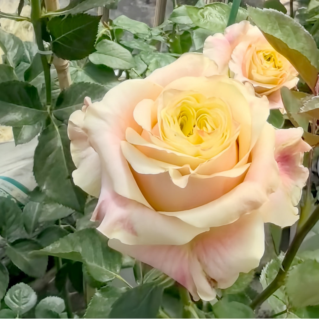 Wild Crown Rose