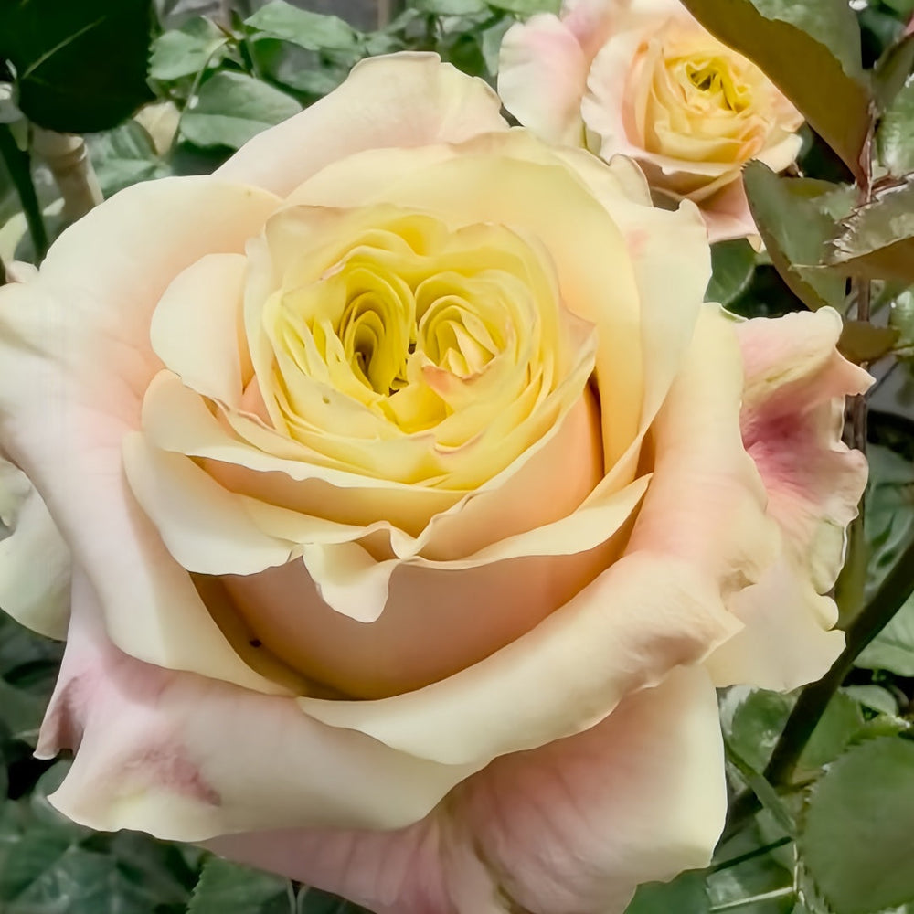 Wild Crown Rose