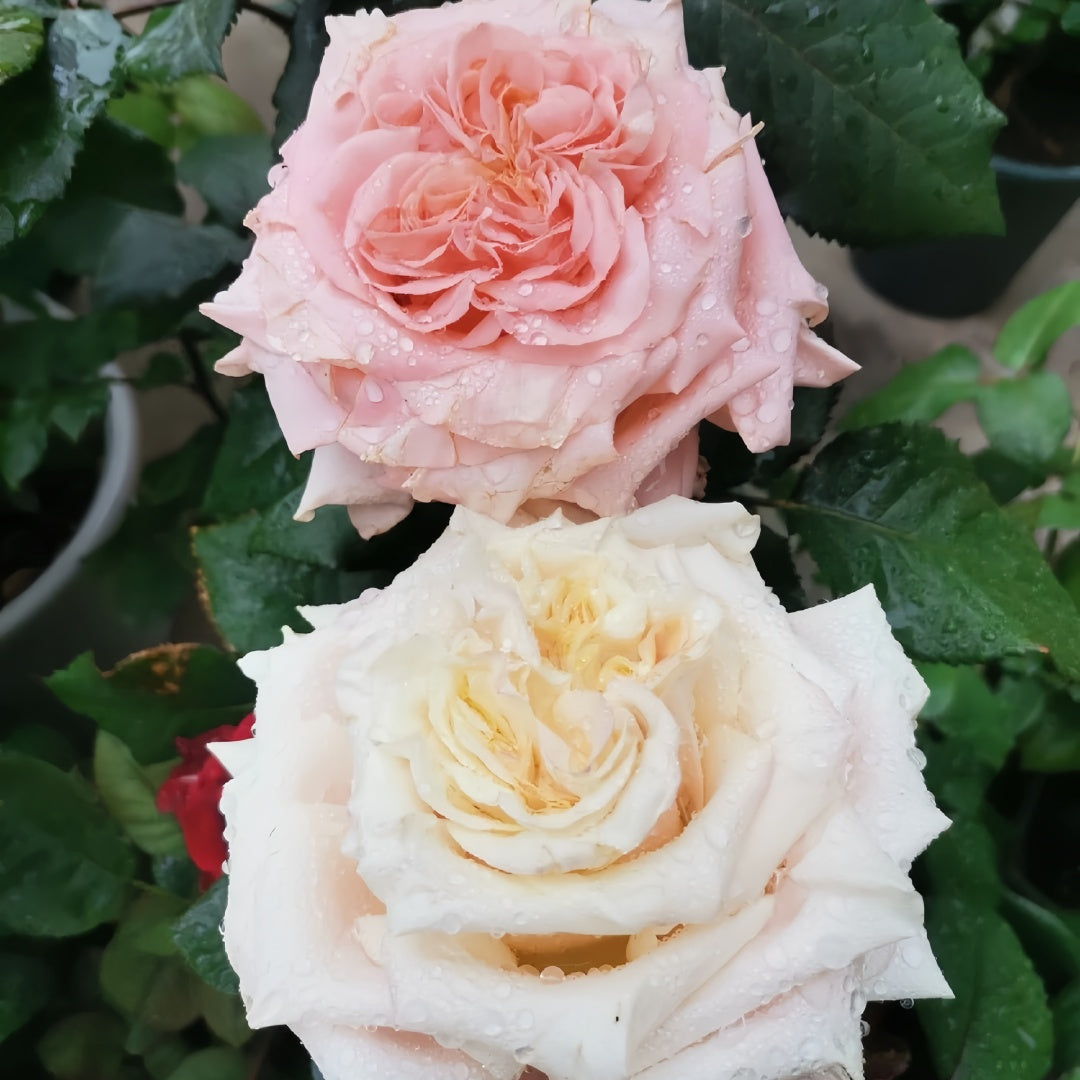 Wild Crown Rose